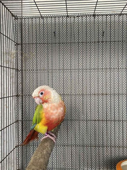 เรดพายแอ๊ป 1 คู่ รูปที่ 4