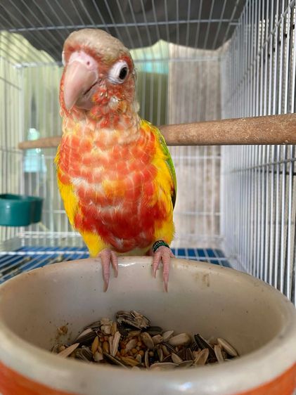 เรดพายแอ๊ป 1 คู่ รูปที่ 3