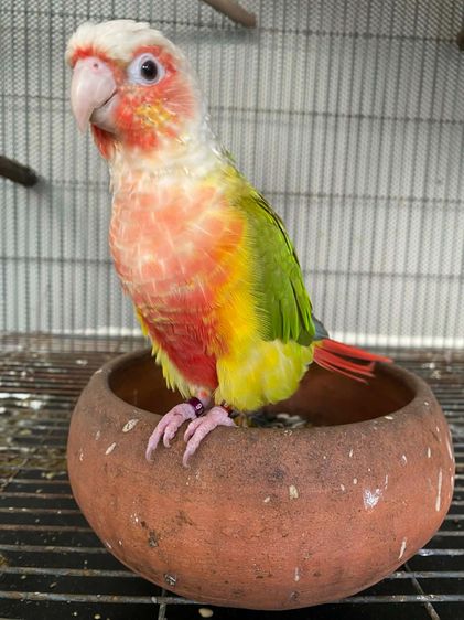 เรดพายแอ๊ป 1 คู่ รูปที่ 2