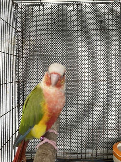 เรดพายแอ๊ป 1 คู่