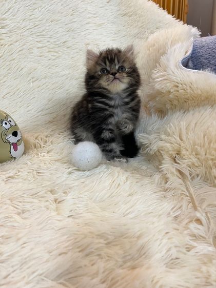 แมวเปอร์เซีย รูปที่ 9