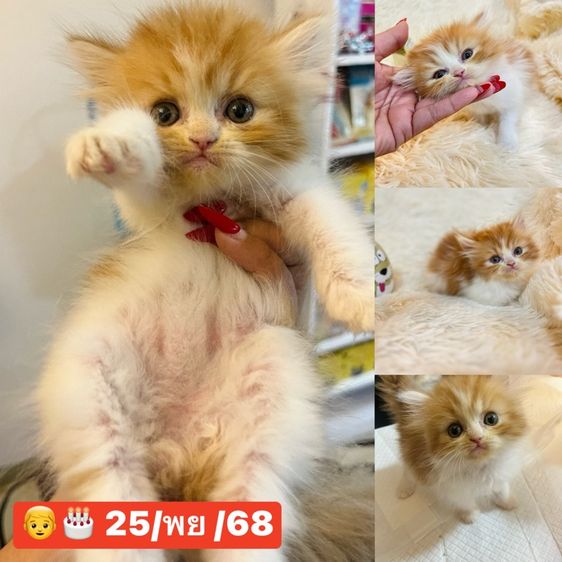 แมวเปอร์เซีย รูปที่ 2