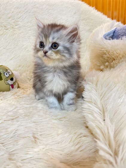 แมวเปอร์เซีย รูปที่ 14