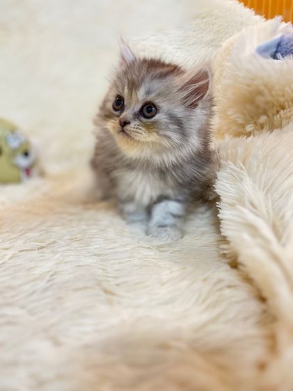 แมวเปอร์เซีย รูปที่ 13