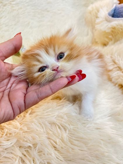 แมวเปอร์เซีย รูปที่ 15