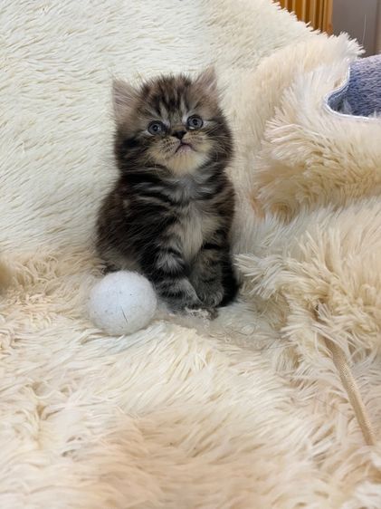 แมวเปอร์เซีย รูปที่ 7