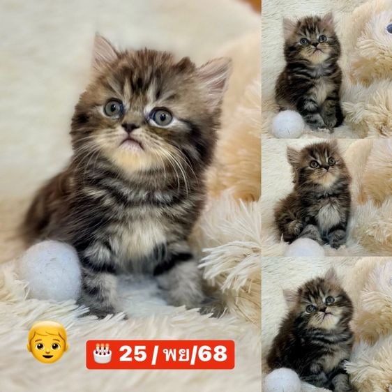 แมวเปอร์เซีย รูปที่ 3