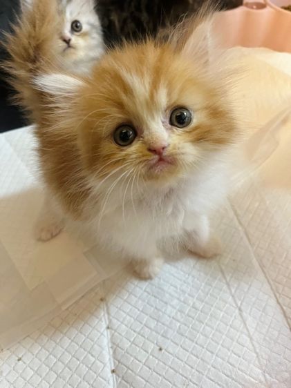 แมวเปอร์เซีย รูปที่ 16