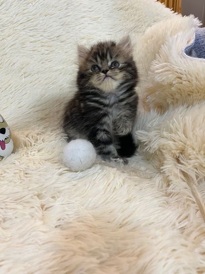 แมวเปอร์เซีย รูปที่ 6