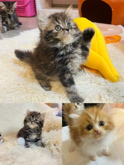 เปอร์เซีย (Persian) แมวเปอร์เซีย