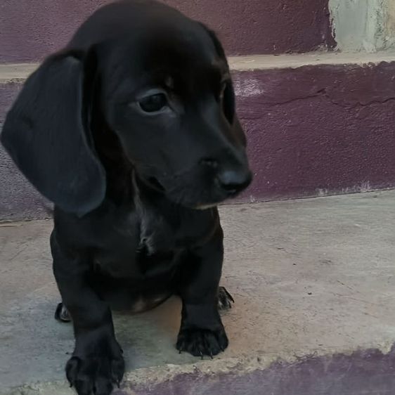 ดัชชุนลูกผสมมี1ตัวน่ารักมากส่งได้ทั่วประเทศ รูปที่ 4