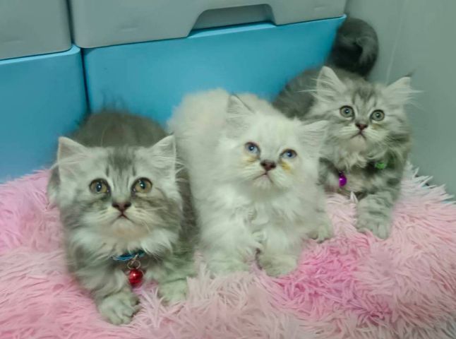 ขายแมวมีทั้งชายและหญิง