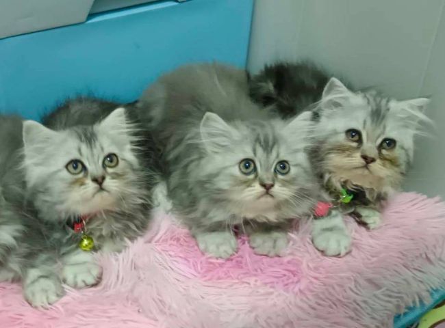 ขายแมวมีทั้งชายและหญิง รูปที่ 5