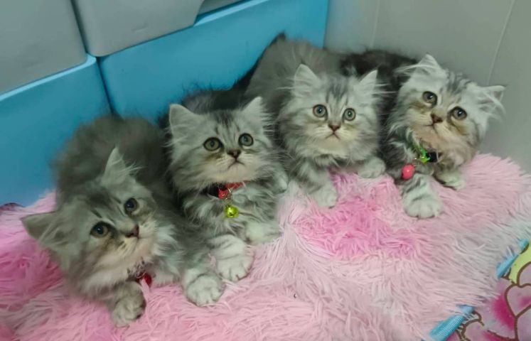 ขายแมวมีทั้งชายและหญิง รูปที่ 2