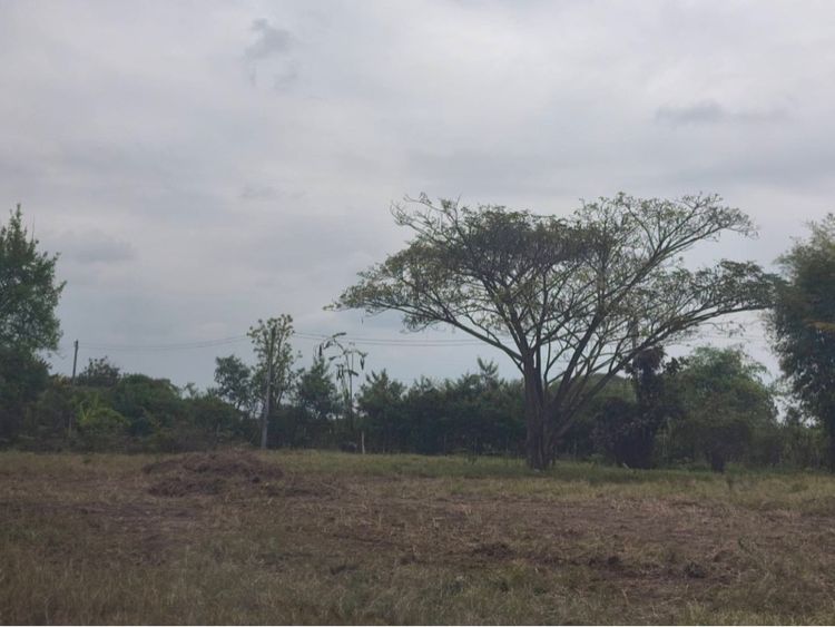 ใช่ ที่ดินถมแล้ว รูปที่ 3