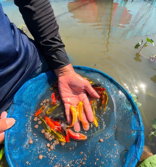 ปลาคราฟลูกนอก ปลีก ส่ง รูปที่ 7