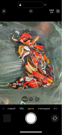 ปลาคราฟลูกนอก ปลีก ส่ง