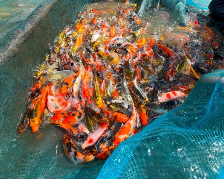 ปลาคราฟลูกนอก ปลีก ส่ง รูปที่ 4