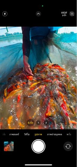 ปลาคราฟลูกนอก ปลีก ส่ง รูปที่ 6