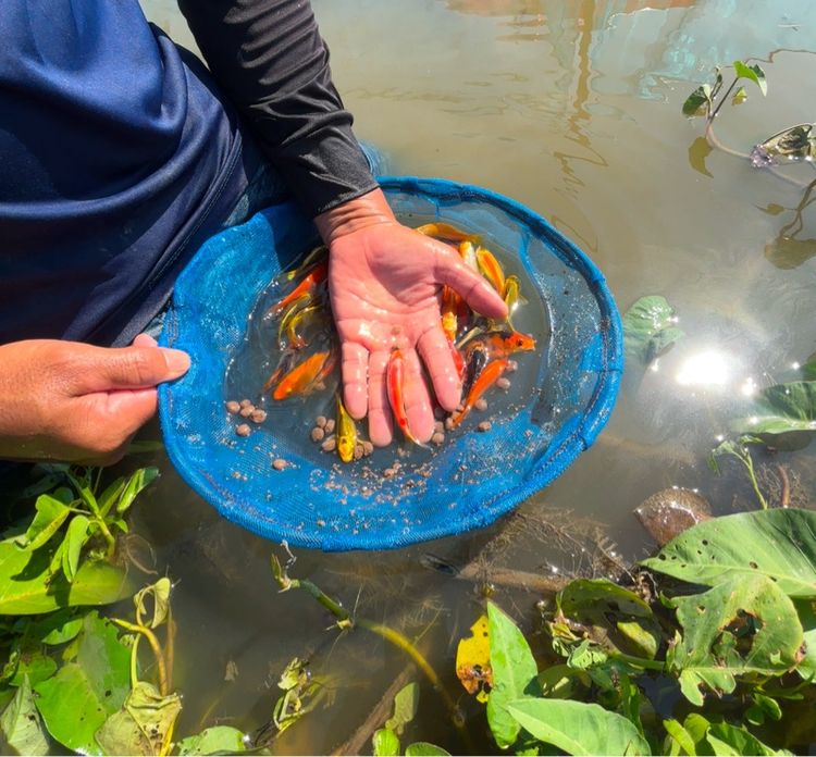 ปลาคราฟลูกนอก ปลีก ส่ง รูปที่ 8