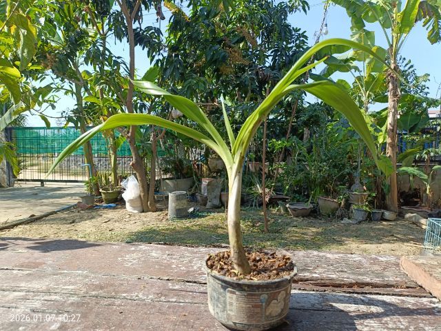 ต้นไชยมงคล ว่านไชยมงคล เศรษฐีสอด รูปที่ 2