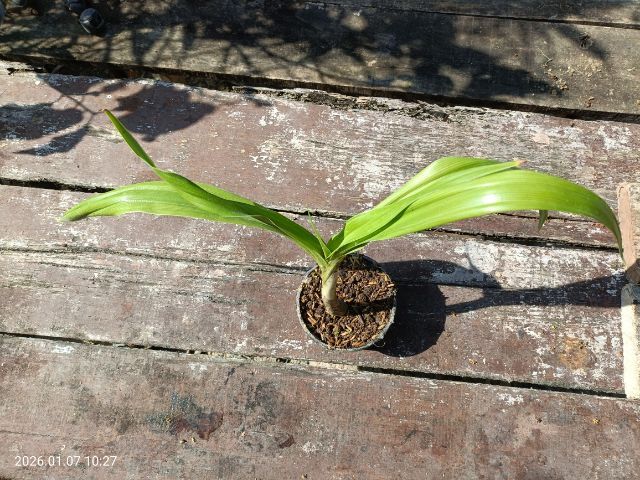 ต้นไชยมงคล ว่านไชยมงคล เศรษฐีสอด รูปที่ 3