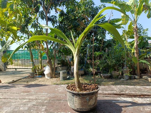 ต้นไชยมงคล ว่านไชยมงคล เศรษฐีสอด