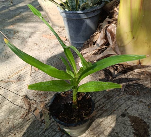 ต้นไชยมงคล ว่านไชยมงคล หรือ ต้นเศรษฐีสอด รูปที่ 5