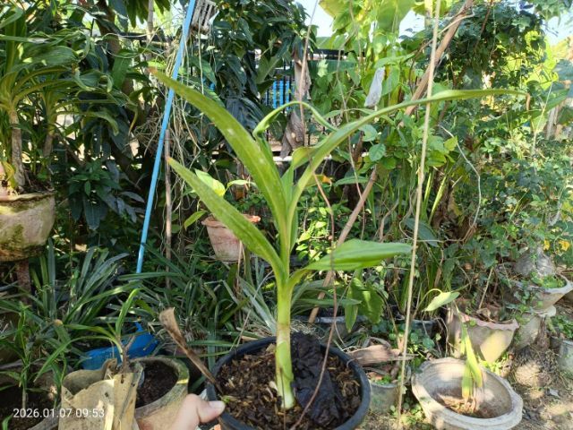 ต้นไชยมงคล ว่านไชยมงคล หรือ ต้นเศรษฐีสอด รูปที่ 3