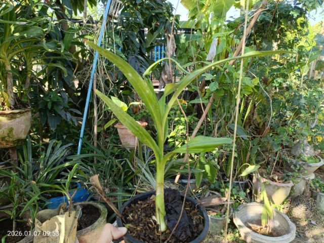 ต้นไชยมงคล ว่านไชยมงคล หรือ ต้นเศรษฐีสอด