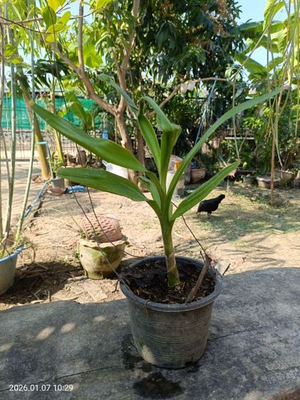 ต้นไชยมงคล ว่านไชยมงคล หรือ ต้นเศรษฐีสอด รูปที่ 6