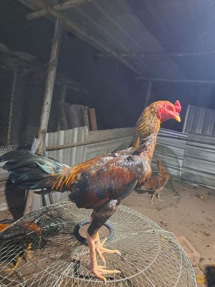 ไก่หนุ่ม8เดือน