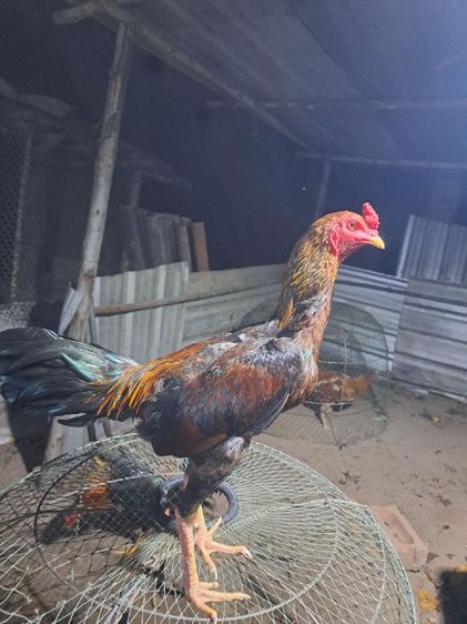 ไก่หนุ่ม8เดือน รูปที่ 2