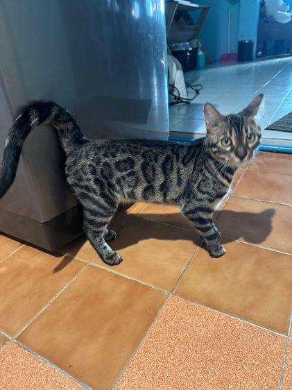 น้องเบงกอลเพศผู้