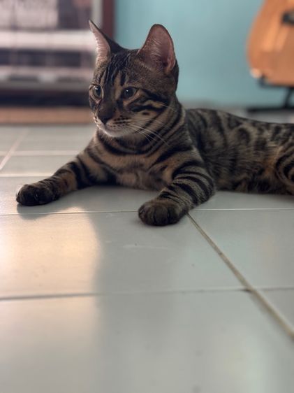 น้องเบงกอลเพศผู้ รูปที่ 2