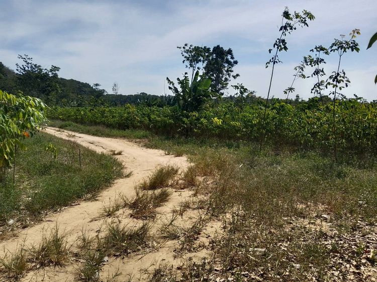 ที่ดินติดถนนสี่เลน รูปที่ 4