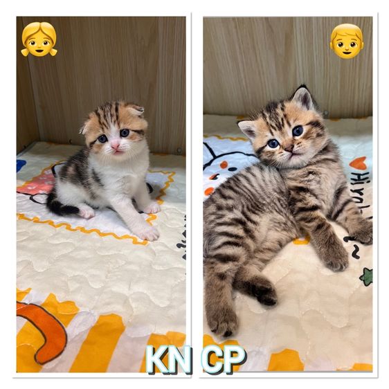 แมวพันธุ์สก็อตติชโฟลด์