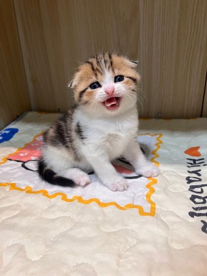 แมวพันธุ์สก็อตติชโฟลด์ รูปที่ 3