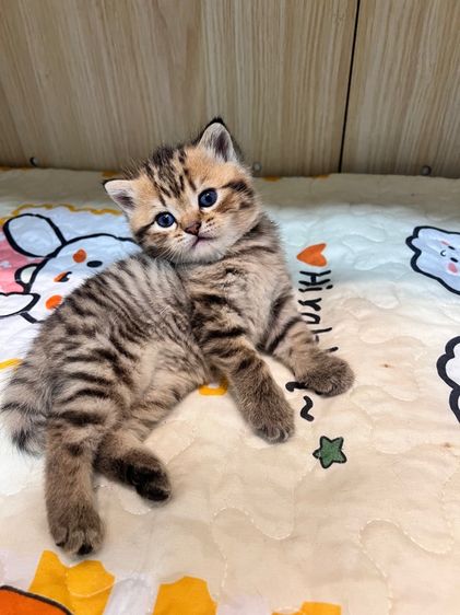 แมวพันธุ์สก็อตติชโฟลด์ รูปที่ 4