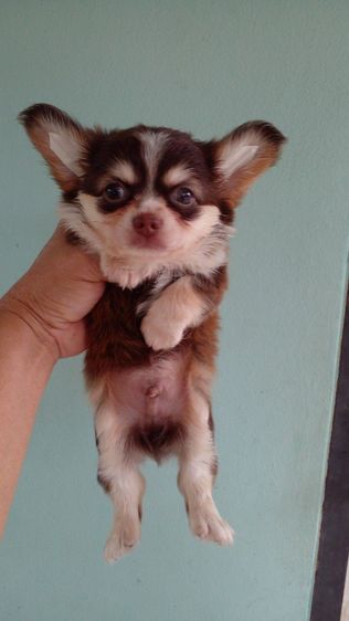 ชิวาวาขนยาวมาร์คไซผู้