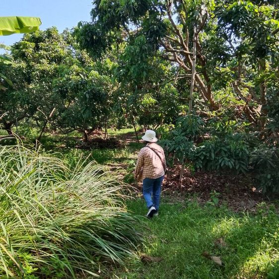 ใช่ ที่ดินสวนลำไย รูปที่ 4