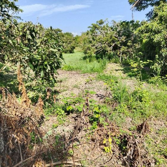 ที่ดินสวนลำไย