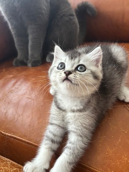 สก็อตติช โฟลด์ (Scottish Fold) Scottish