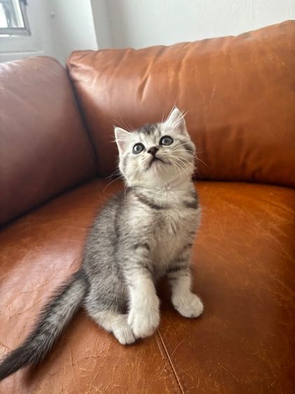 Scottish รูปที่ 11