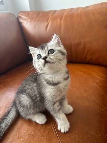 Scottish รูปที่ 10