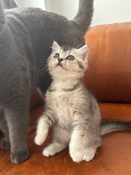 Scottish รูปที่ 2