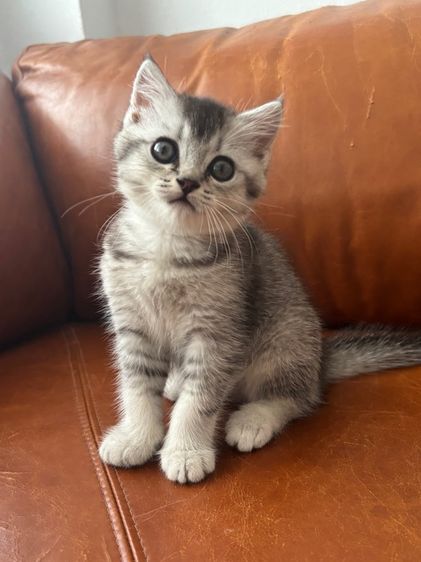 สก็อตติช รูปที่ 6