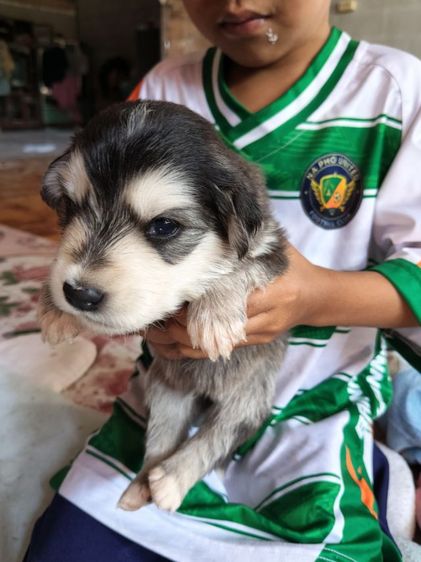 หาบ้านสุนัข รูปที่ 5