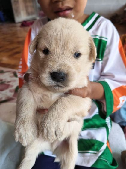 หาบ้านสุนัข รูปที่ 6