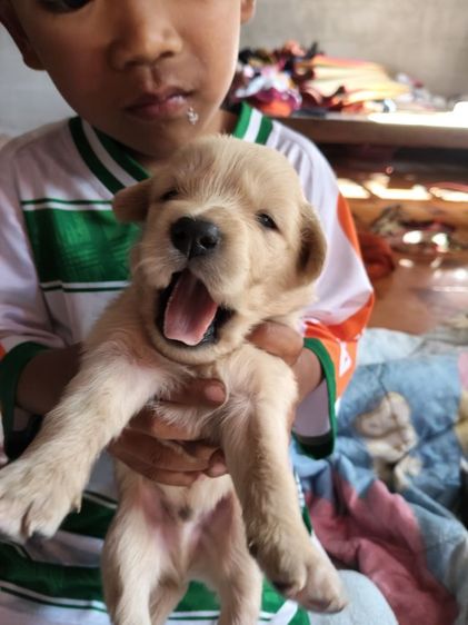 หาบ้านสุนัข รูปที่ 3